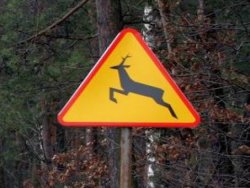 Znak ostrzegawczy uwaga zwierzyna leśna sfotografowany na tle kompleksu leśnego